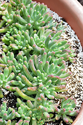 Jelly Beans Stonecrop (Sedum pachyphyllum) at Lakeshore Garden Centres