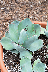 Retro Choke Agave (Agave parryi var. truncata 'Retro Choke') at Lakeshore Garden Centres