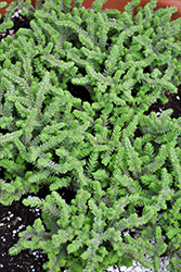 Watch Chain Crassula (Crassula muscosa) at Lakeshore Garden Centres