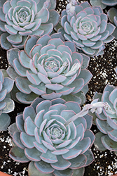 Subsessilis Blue Echeveria (Echeveria subsessilis 'Blue') at Lakeshore Garden Centres