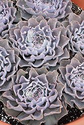 Mexican Hens (Echeveria shaviana) at Lakeshore Garden Centres