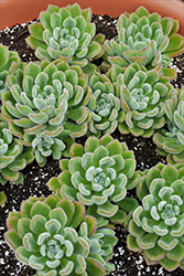 Mexican Fire Cracker (Echeveria setosa) at Lakeshore Garden Centres