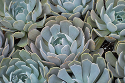 Pink Edge Echeveria (Echeveria runyonii 'Pink Edge') at Lakeshore Garden Centres