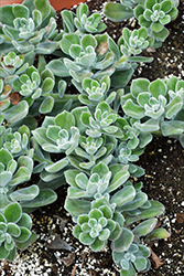 White Chenille Plant (Echeveria pulvinata 'Frosty') at Lakeshore Garden Centres