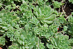 Prolific Echeveria (Echeveria prolifica) at Lakeshore Garden Centres
