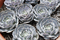 Pollux Echeveria (Echeveria 'Pollux') at Lakeshore Garden Centres