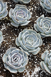 Ghost Echeveria (Echeveria lilacina) at Lakeshore Garden Centres