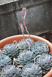 Violet Queen Echeveria (Echeveria 'Violet Queen') at Lakeshore Garden Centres