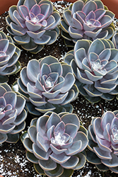 Perle Von Nurnberg Echeveria (Echeveria 'Perle Von Nurnberg') at Lakeshore Garden Centres