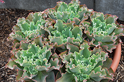 Giant Blue Echeveria (Echeveria 'Giant Blue') at Lakeshore Garden Centres