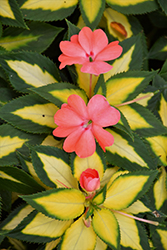 SunPatiens Spreading Salmon New Guinea Impatiens (Impatiens 'SunPatiens Spreading Salmon') at Lakeshore Garden Centres