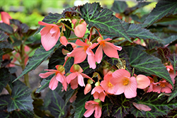 Unstoppable Upright Salmon Begonia (Begonia 'Unstoppable Upright Salmon') at Lakeshore Garden Centres