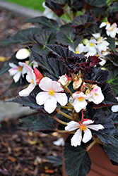 Unstoppable Upright White Begonia (Begonia 'Unstoppable Upright White') at Lakeshore Garden Centres