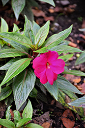 Magnum Purple New Guinea Impatiens (Impatiens 'Magnum Bright Purple') at Lakeshore Garden Centres