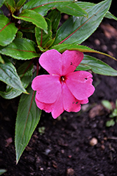 Magnum Clear Pink New Guinea Impatiens (Impatiens 'Magnum Clear Pink') at Lakeshore Garden Centres
