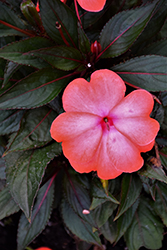 Magnum Wild Salmon New Guinea Impatiens (Impatiens 'Magnum Wild Salmon') at Lakeshore Garden Centres