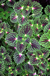 ColorBlaze Strawberry Drop Coleus (Solenostemon scutellarioides 'Kakegawa CE5') at Lakeshore Garden Centres