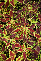 FlameThrower Serrano Coleus (Solenostemon scutellarioides 'UF15-6-28') at Lakeshore Garden Centres