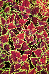 Oxford Street Coleus (Solenostemon scutellarioides 'Oxford Street') at Lakeshore Garden Centres