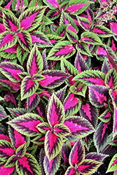 Ruby Road Coleus (Solenostemon scutellarioides 'Ruby Road') at Lakeshore Garden Centres