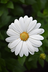 Akila Daisy White African Daisy (Osteospermum ecklonis 'Akila Daisy White') at Lakeshore Garden Centres