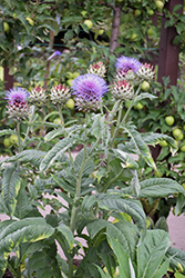 Globe Artichoke (Cynara scolymus) at Golden Acre Home & Garden