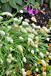 Bunny Tails Grass (Lagurus ovatus) at Lakeshore Garden Centres