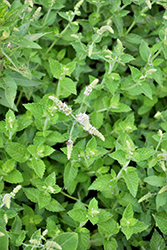 Kentucky Colonel Spearmint (Mentha spicata 'Kentucky Colonel') at Lakeshore Garden Centres