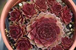 Red Rubin Hens And Chicks (Sempervivum 'Red Rubin') at Peter Knippel Garden Centre