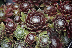 Stansfield's Cobweb Hens And Chicks (Sempervivum arachnoideum 'Stansfieldii') at Lakeshore Garden Centres