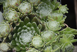 Cobweb Buttons Hens And Chicks (Sempervivum arachnoideum 'Cobweb Buttons') at A Very Successful Garden Center