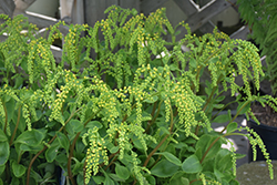 Solar Yellow Lamb's Tail (Chiastophyllum oppositifolium 'Solar Yellow') at Lakeshore Garden Centres