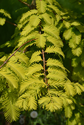 Gold Rush Dawn Redwood (Metasequoia glyptostroboides 'Gold Rush') at Lakeshore Garden Centres