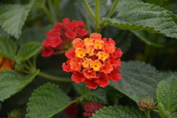 Havana Red Sky Lantana (Lantana 'Havana Red Sky') at Lakeshore Garden Centres