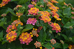 Havana Sunset Lantana (Lantana 'Havana Sunset') at Lakeshore Garden Centres