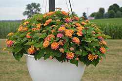 Havana Sunset Lantana (Lantana 'Havana Sunset') at Lakeshore Garden Centres