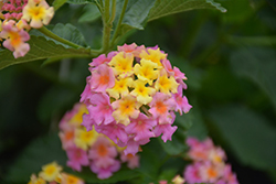 Chapel Hill Miss Tara Lantana (Lantana 'Miss Tara') at Lakeshore Garden Centres
