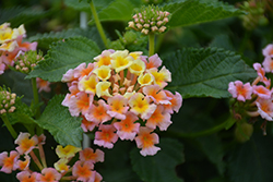 Bandana Peach Lantana (Lantana camara 'Bandana Peach') at Lakeshore Garden Centres