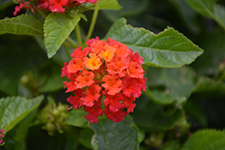Bandana Red Lantana (Lantana camara 'Bandana Red') at Lakeshore Garden Centres