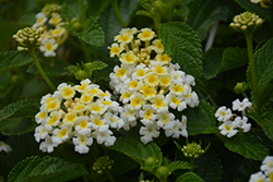 Bandana White Lantana (Lantana camara 'Ban Whit') at Lakeshore Garden Centres