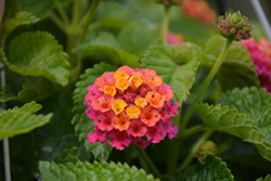 Chapel Hill Pink Huff Lantana (Lantana 'Pink Huff') at Lakeshore Garden Centres