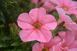 Perfectunia Peachy Keen Petunia (Petunia 'Wespepeke') at Lakeshore Garden Centres