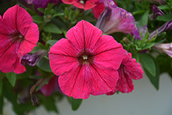 Perfectunia Neon Pink Petunia (Petunia 'Wespebineo') at Lakeshore Garden Centres