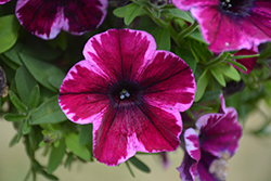 Crazytunia Ultra Violet Petunia (Petunia 'Crazytunia Ultra Violet') at Lakeshore Garden Centres