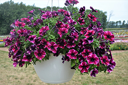 Crazytunia Ultra Violet Petunia (Petunia 'Crazytunia Ultra Violet') at Lakeshore Garden Centres
