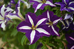 Crazytunia Starlight Blue Petunia (Petunia 'Wespecrastabl') at Lakeshore Garden Centres