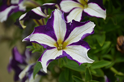 Crazytunia Starlight Blue Petunia (Petunia 'Wespecrastabl') at Lakeshore Garden Centres