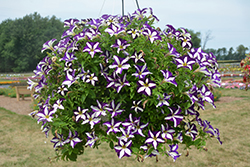 Crazytunia Starlight Blue Petunia (Petunia 'Wespecrastabl') at Lakeshore Garden Centres