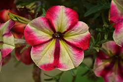Crazytunia Razzmatazz Petunia (Petunia 'Wespecrarama') at Lakeshore Garden Centres