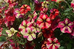 Crazytunia Razzmatazz Petunia (Petunia 'Wespecrarama') at Lakeshore Garden Centres